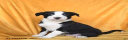 Border Collie dogs for sale: Whiskey - Ad 1