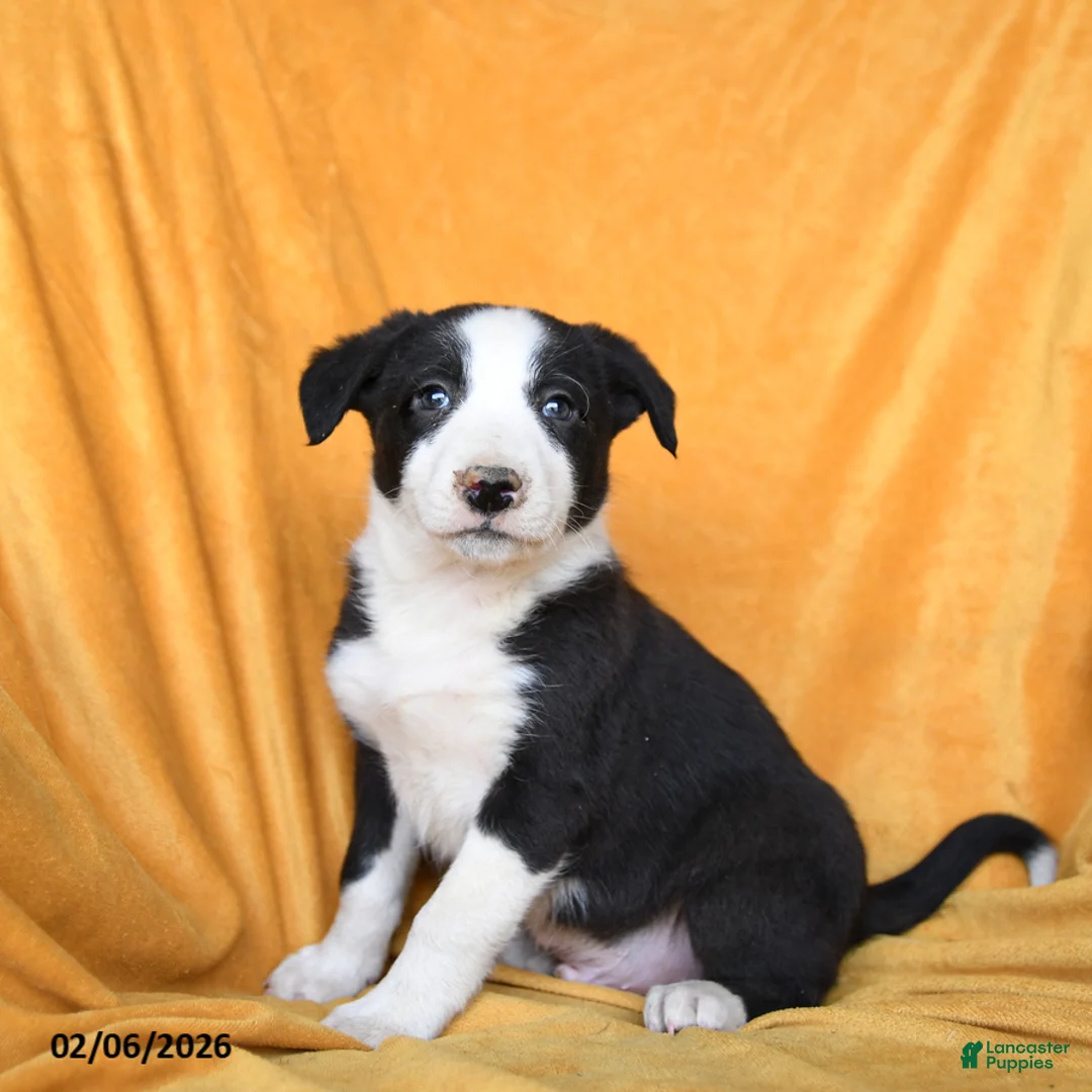 Border Collie dogs for sale: Whiskey - Ad 1