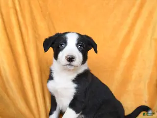 Border Collie dogs Whiskey - Ad 27