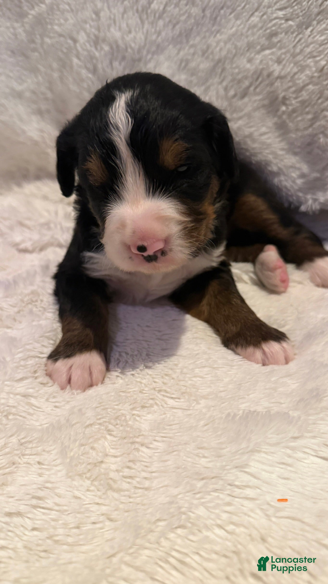 Bernese Mountain Dog dogs Orange Boy - Ad 1