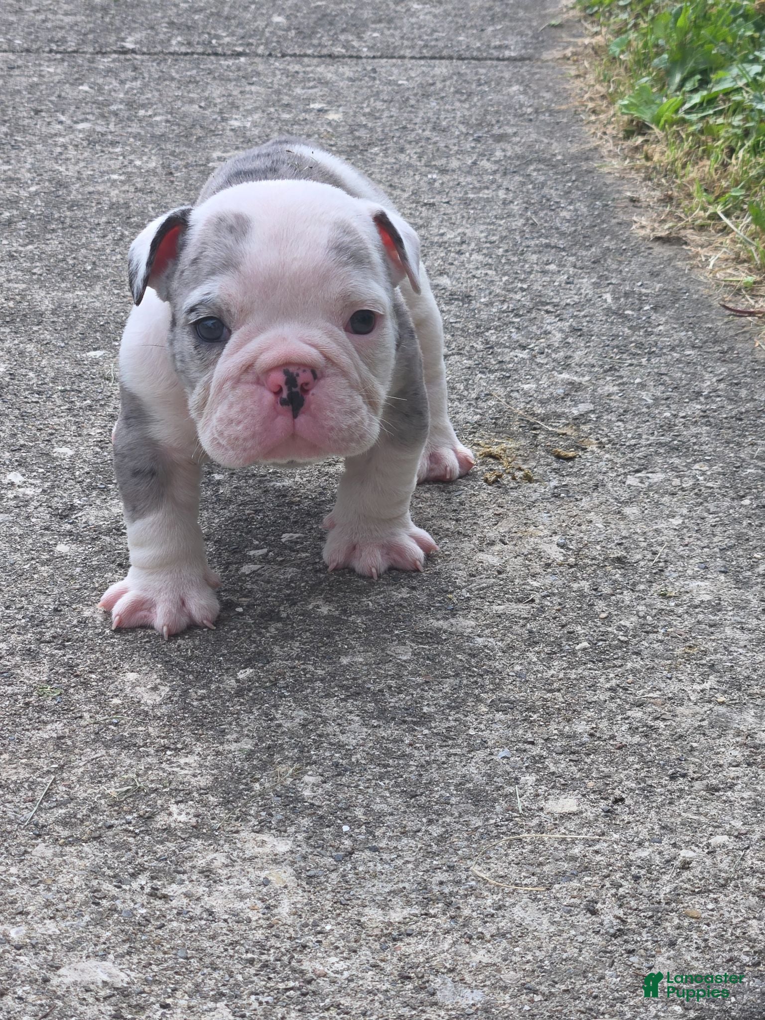 English Bulldog dogs Toby - Ad 2
