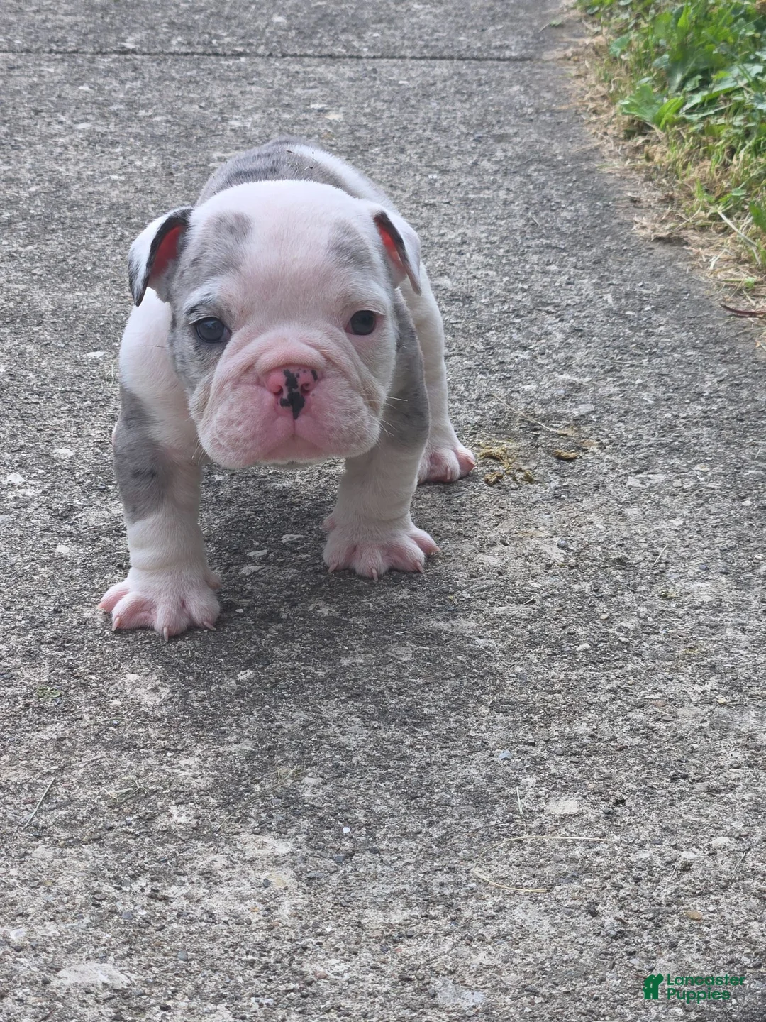English Bulldog dogs for sale: Toby - Ad 2