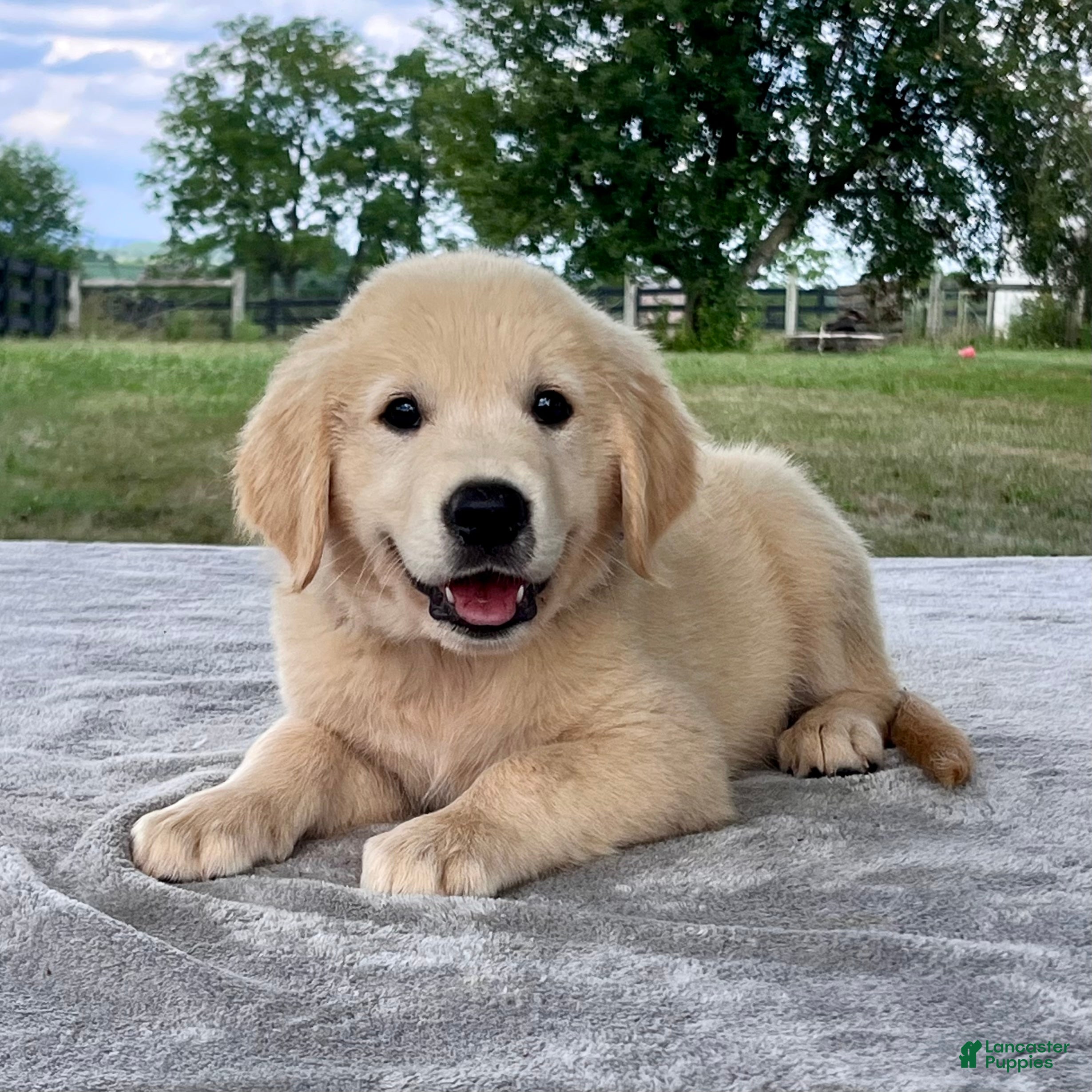Golden Retriever dogs Colten - Ad 2