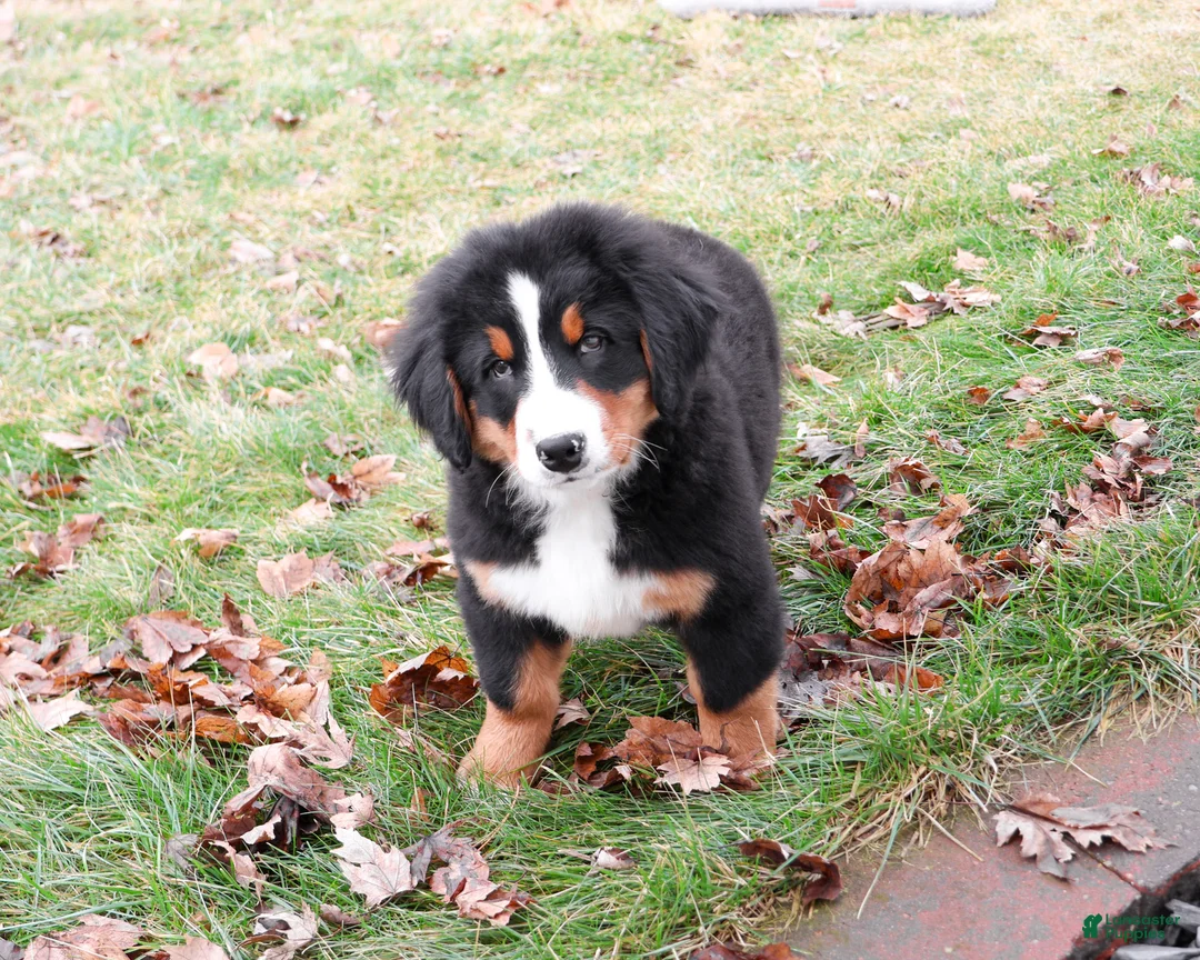 Bernese Mountain Dog dogs for sale: Stockings  - Ad 2