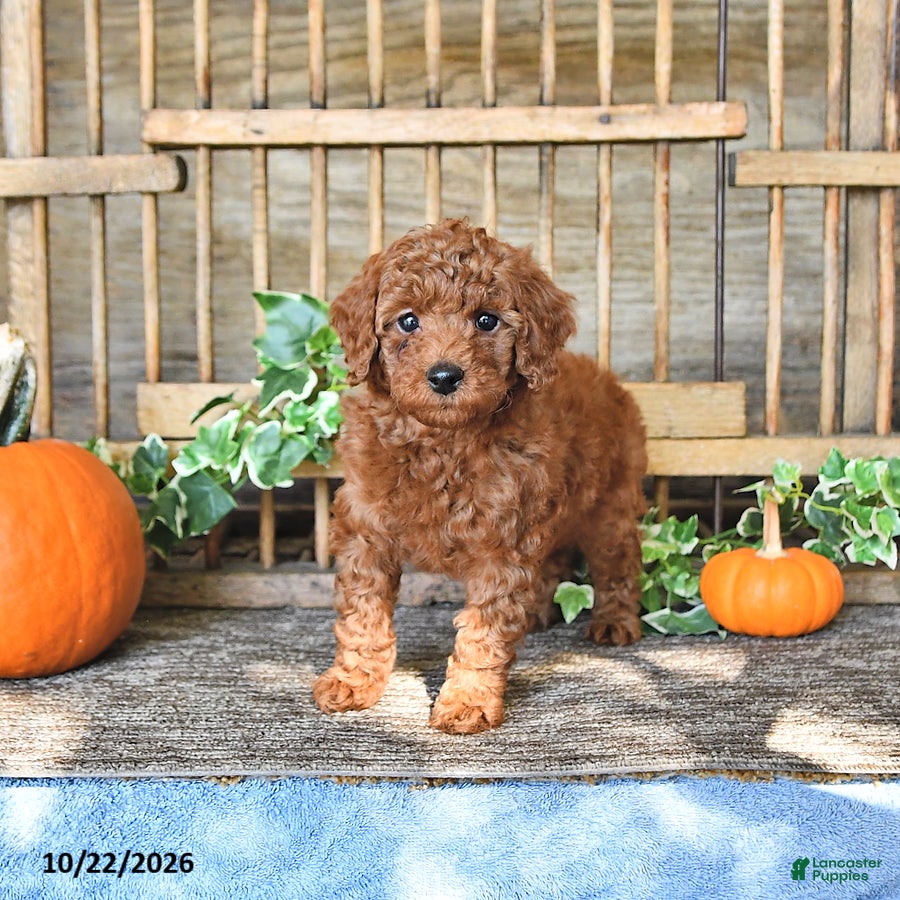 Mini Goldendoodle dogs for sale: Cookie   - Ad 1