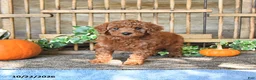 Mini Goldendoodle dogs for sale: Cookie   - Ad 1