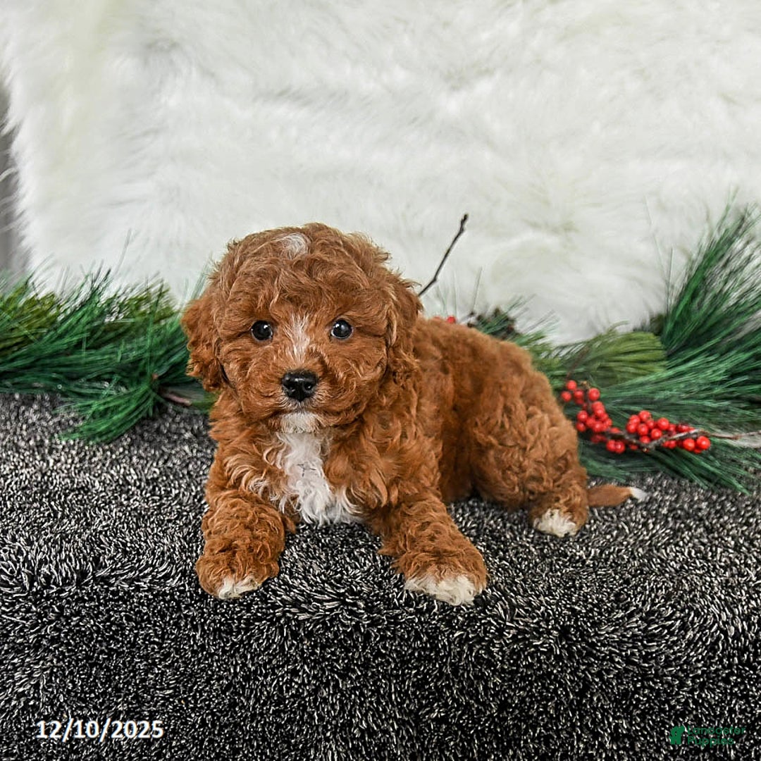 Toy Poodle dogs for sale: Jingles - Ad 4