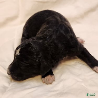Mini Aussiedoodle dogs for sale: Stella_Female Tuxedo - Ad 3