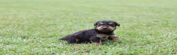 Airedale Terrier dogs for sale: AKC Tootsie  - Ad 4