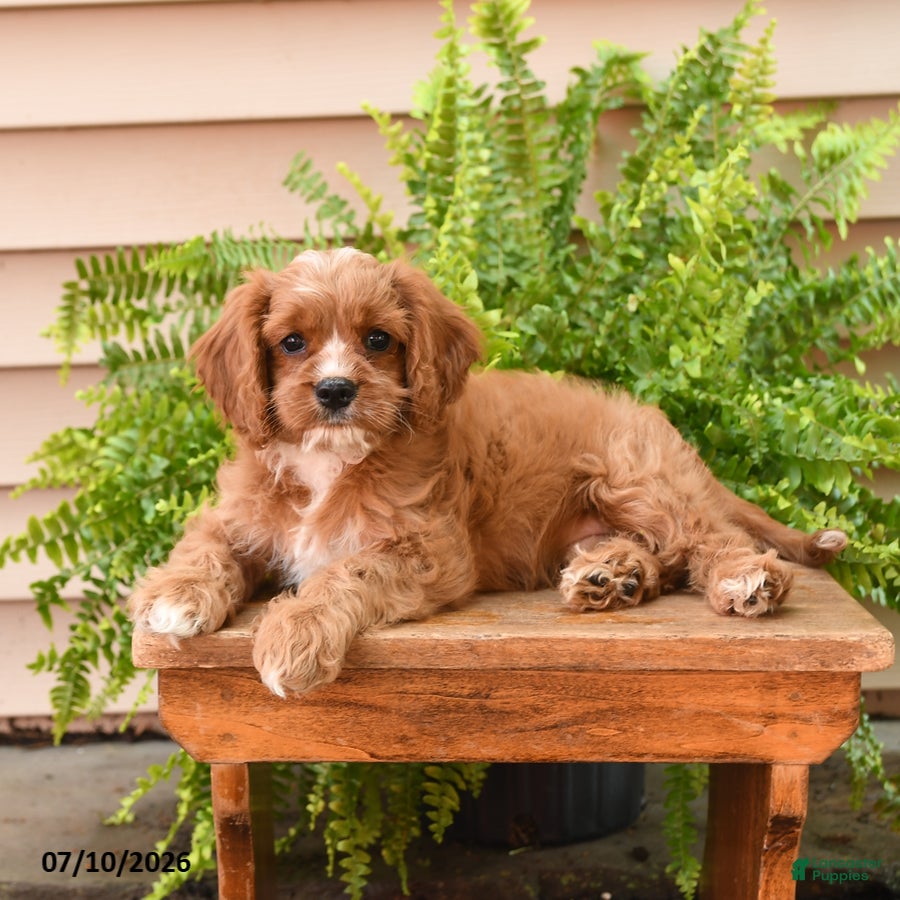 Cavapoo dogs Lance  - Ad 2