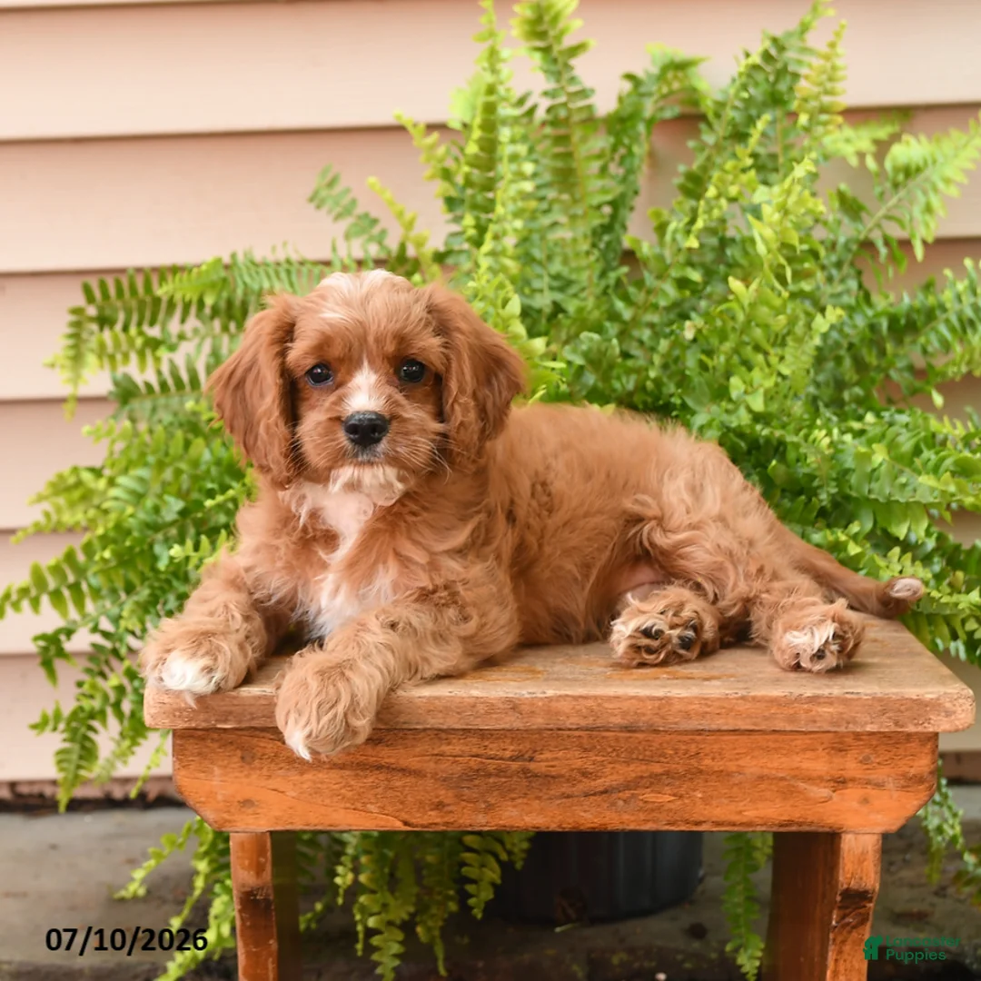 Cavapoo dogs for sale: Lance  - Ad 2
