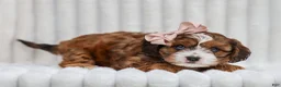 Cavapoo dogs for sale: Ona Cavapoo Pup - Ad 4