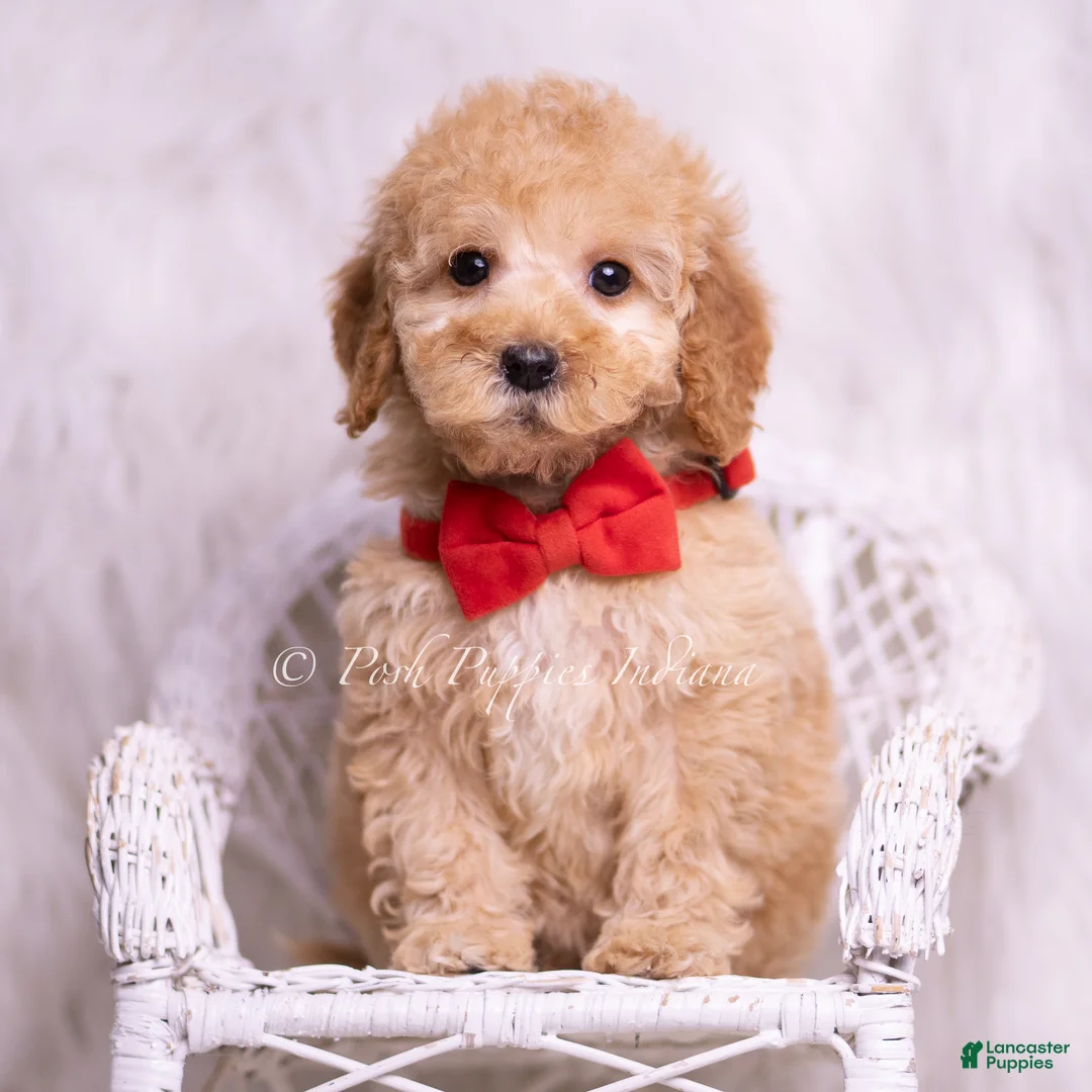 Mini Goldendoodle dogs for sale: Indie - Ad 5