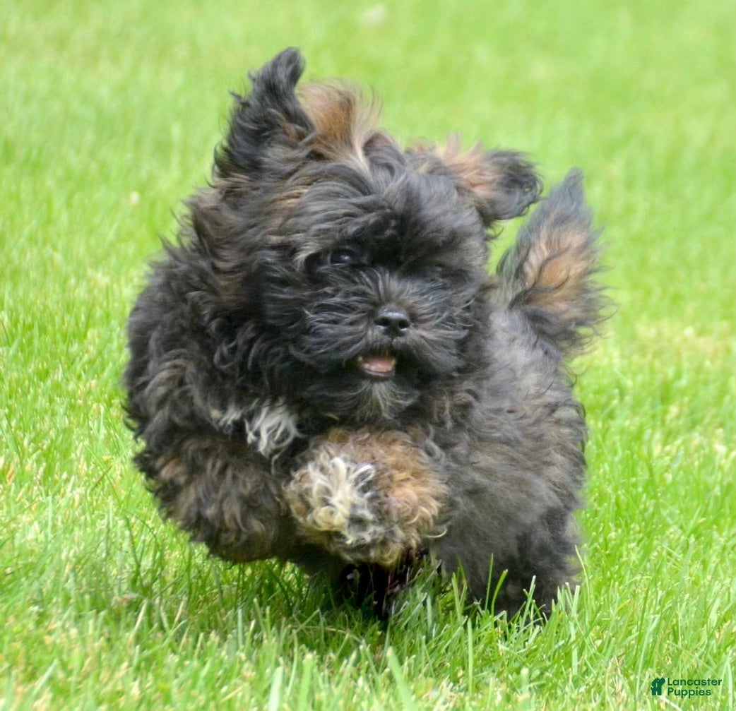 Shihpoo dogs Shihpoo Sal - Ad 36