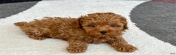 Maltipoo dogs for sale: Shanna - Ad 2