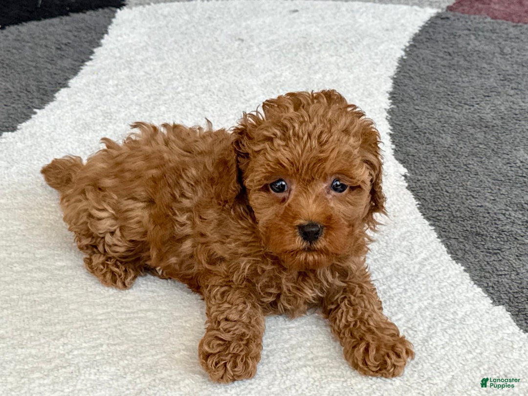 Maltipoo dogs for sale: Shanna - Ad 2