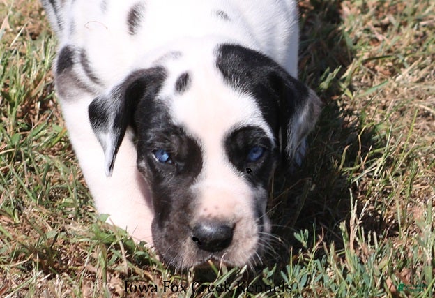 Great Dane dogs Great Dane 1 - Ad 1