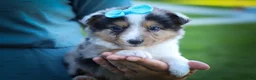 Mixed Breed dogs for sale: Graham🐶 - Ad 6