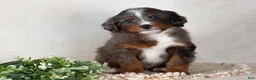 Bernedoodle dogs for sale: Shane - Ad 4