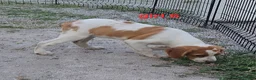 Brittany Spaniel dogs for sale: AKC/UKC French Brittany Annie's Girl 6 - Ad 8