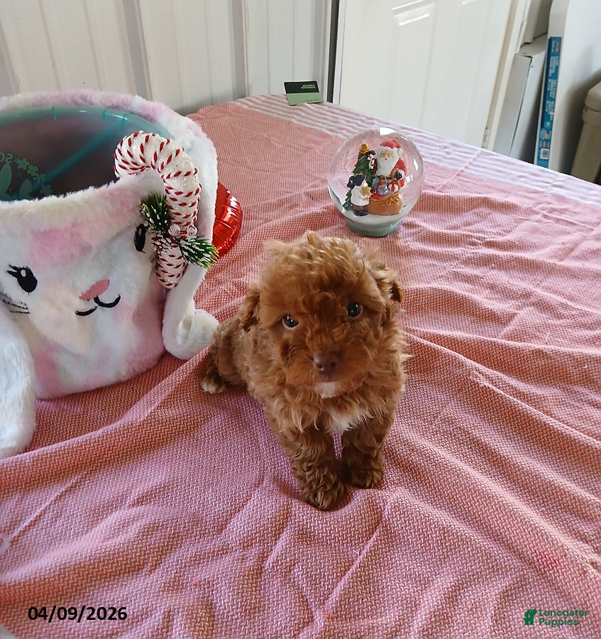 Maltipoo dogs Macey - Ad 1