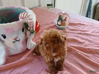 Maltipoo dogs for sale: Macey - Ad 1