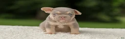 French Bulldog dogs for sale: Denver - Ad 10
