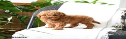 Mini Goldendoodle dogs for sale: Grayson - Ad 1
