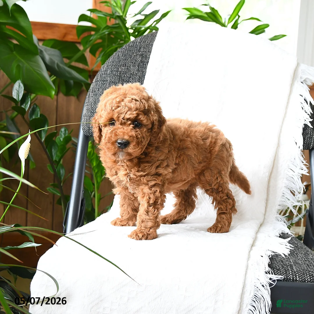 Mini Goldendoodle dogs for sale: Grayson - Ad 1