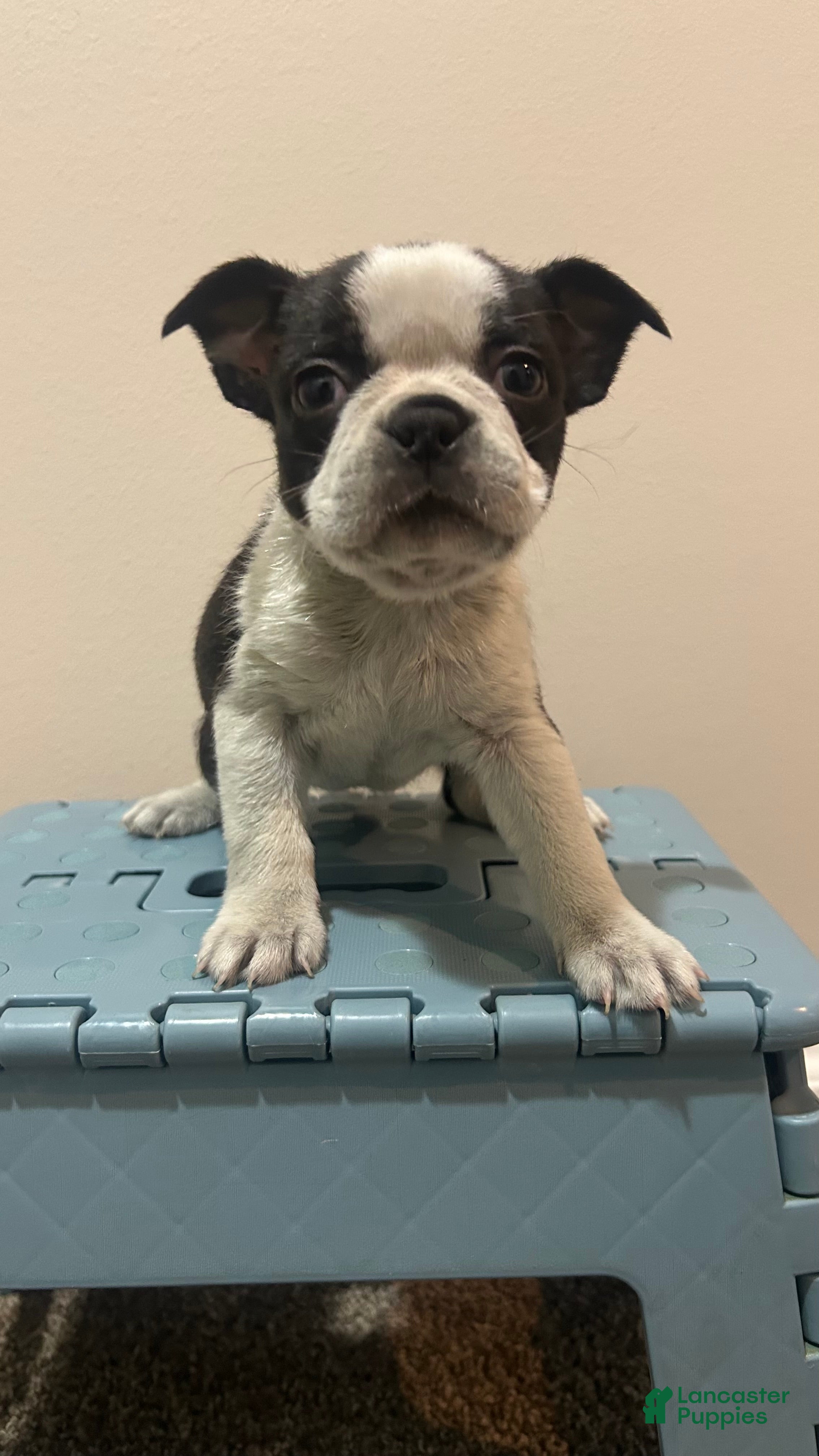 Boston Terrier dogs Nicky - Ad 6