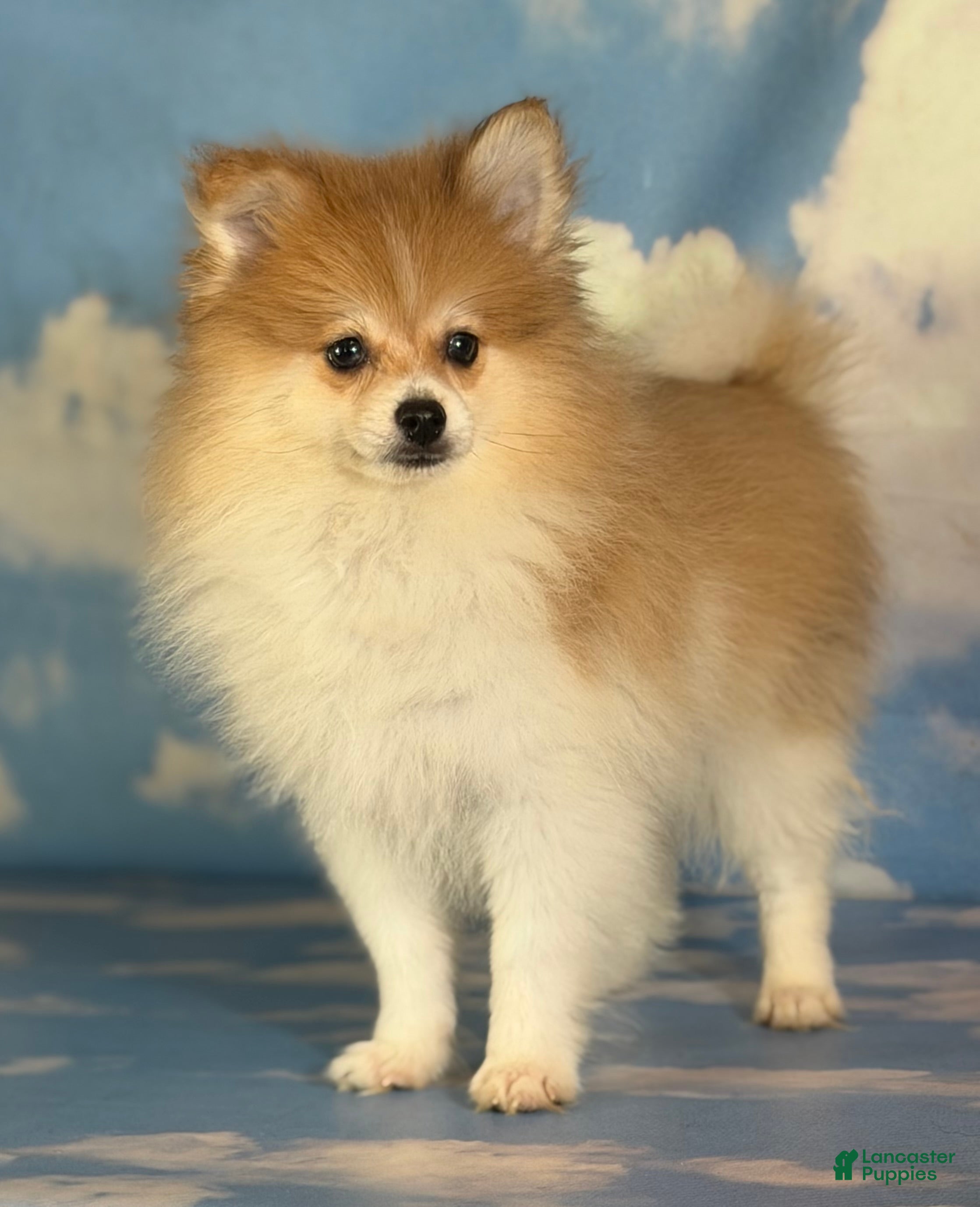 Pomeranian dogs for sale: ACA peanut  - Ad 1