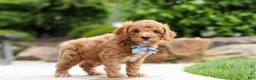 Cavapoo dogs for sale: Maverick - Ad 7
