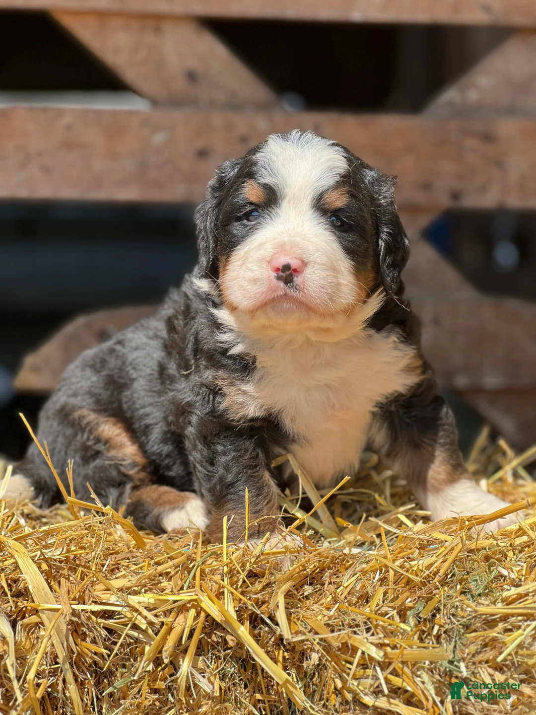 Bernese Mountain Dog dogs for sale: Tommy - Ad 1