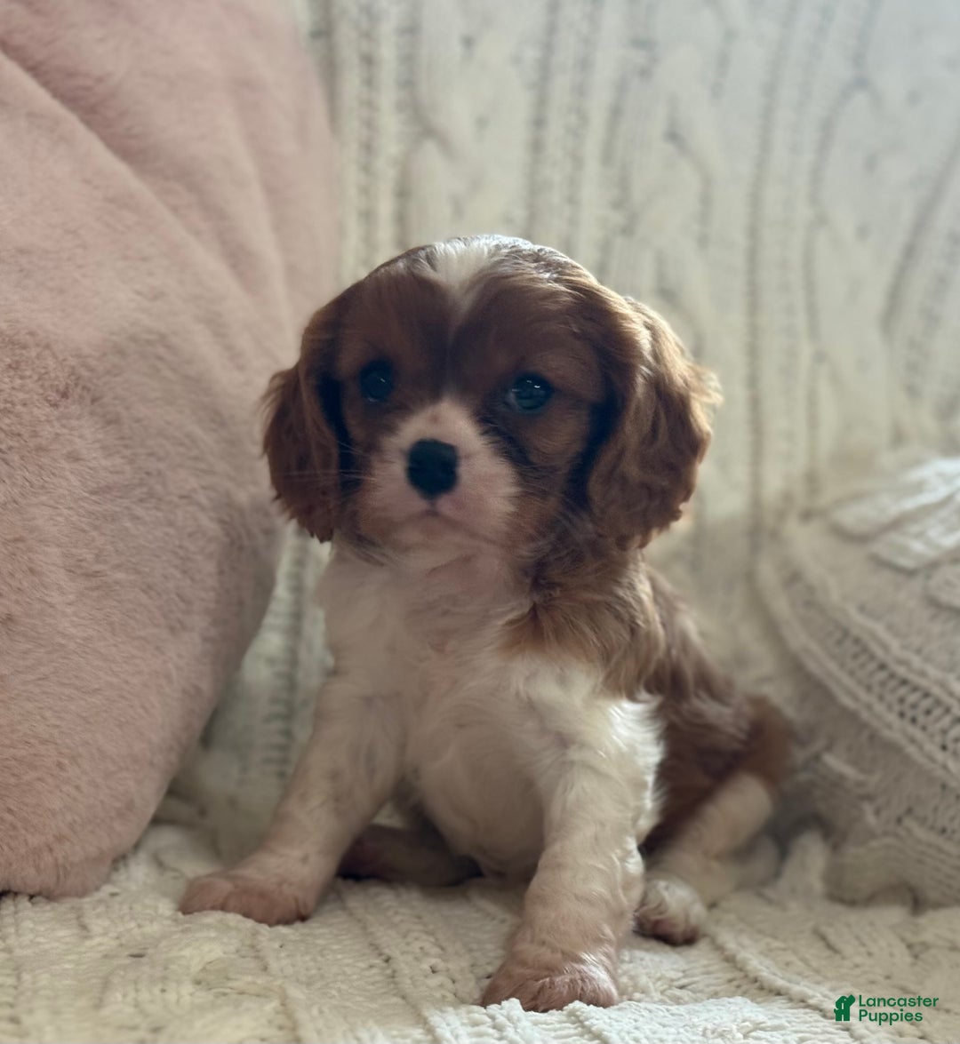 Cavalier King Charles Spaniel dogs for sale: Buttercup - Ad 8