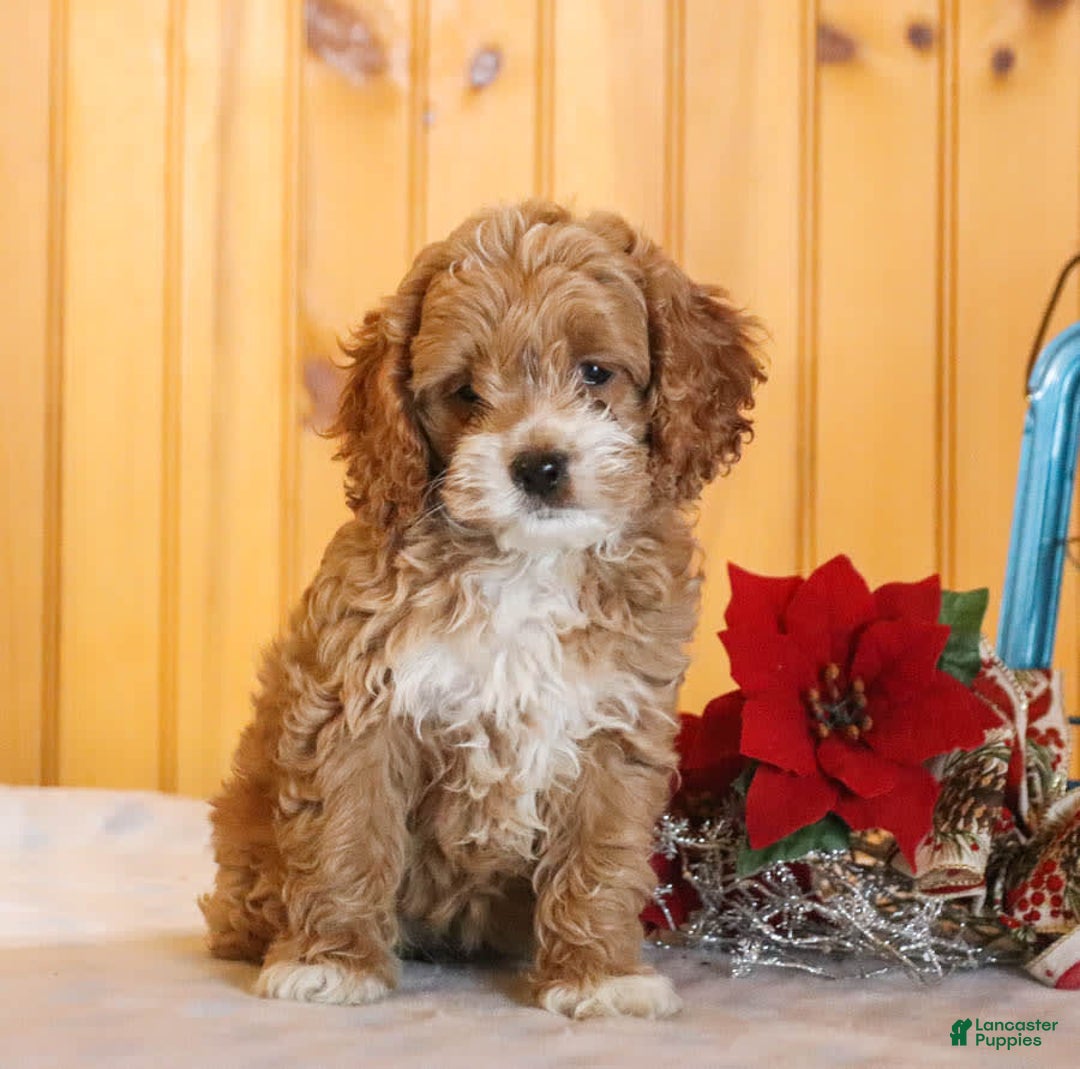 Gallery Image {{count}}