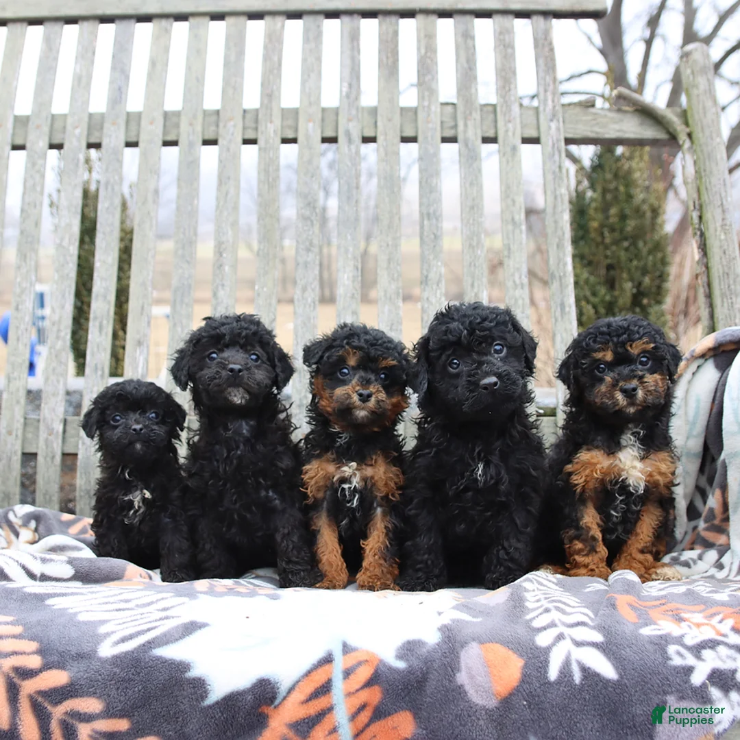 Miniature Poodle dogs for sale: Cocoa - Ad 2