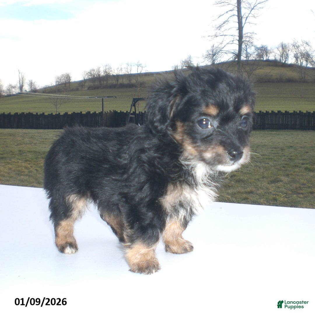 Yorkiepoo dogs for sale: Angie - Ad 12