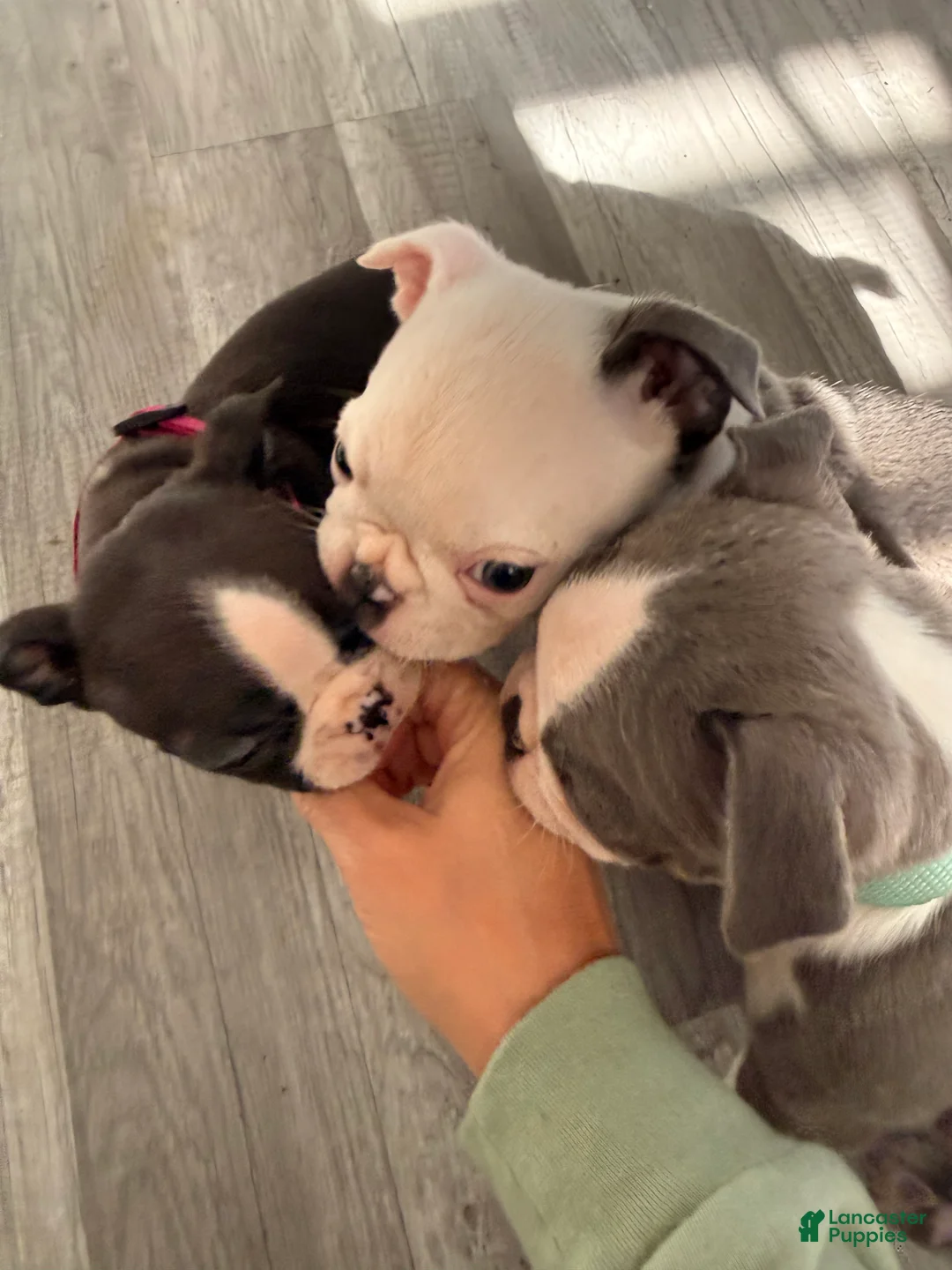 Mixed Breed dogs for sale: Male 2 - Ad 2