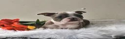 Boston Terrier dogs for sale: Cheyenne - Ad 2