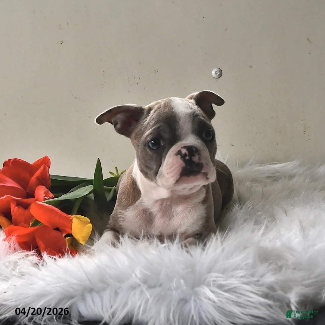 Boston Terrier dogs for sale: Cheyenne - Ad 2