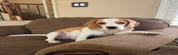Beagle dogs for sale: Beagle Puppy  - Ad 1