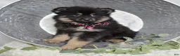 Pomsky dogs for sale: Sam - Ad 3