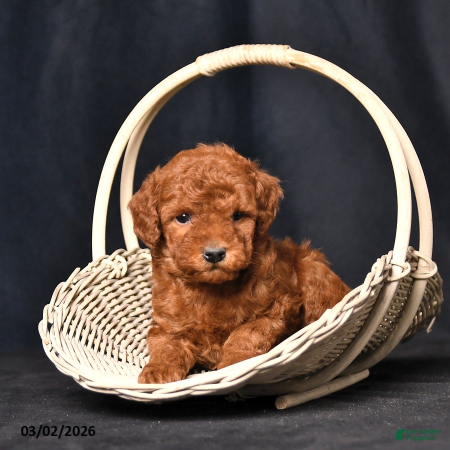 Toy Poodle dogs Skittles - Ad 2