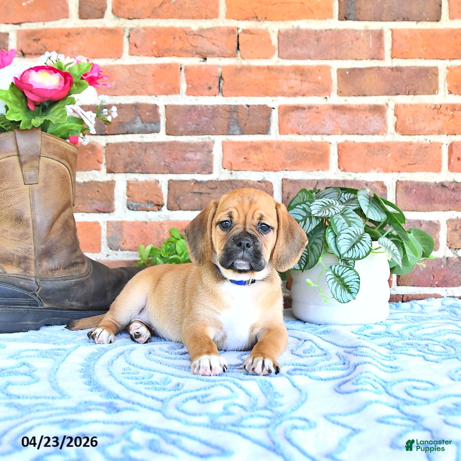 Puggle dogs Quentilla - Ad 2