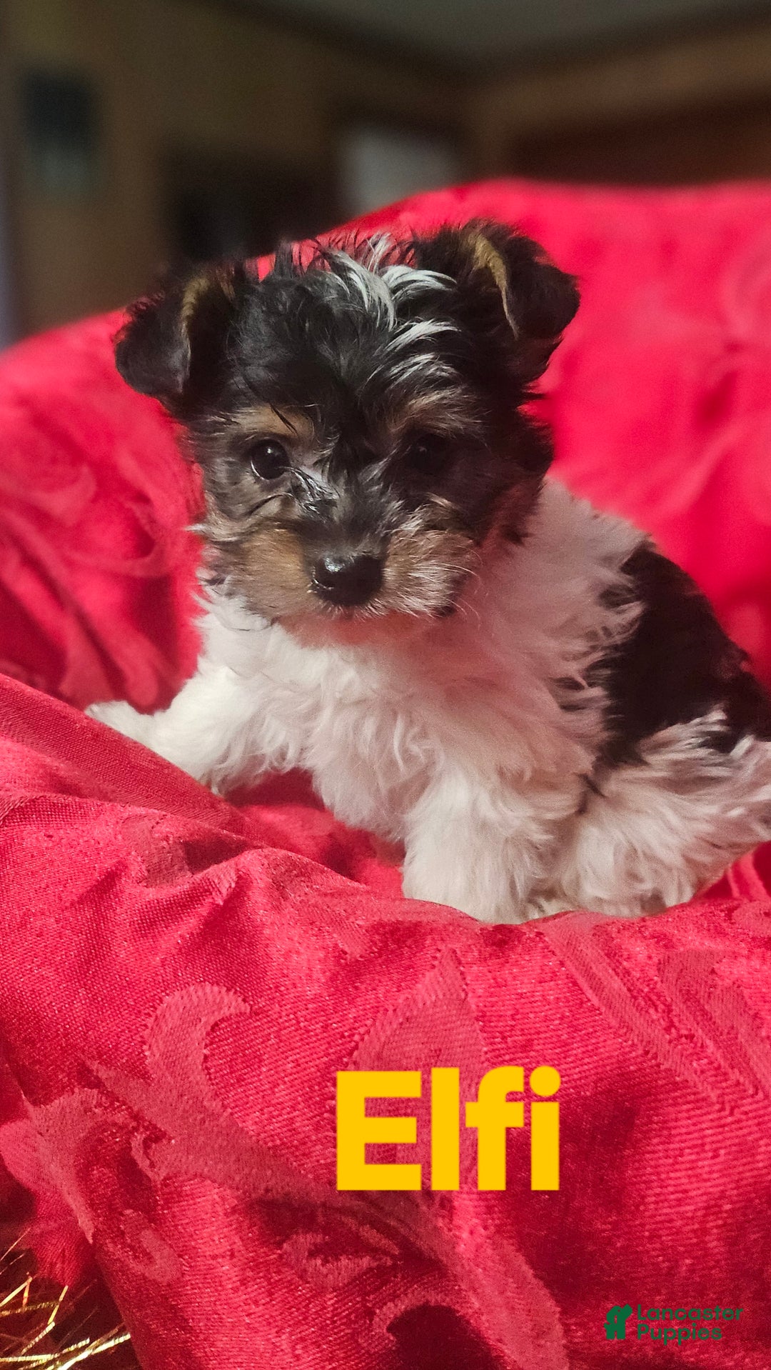 Yorkshire Terrier dogs for sale: ELFIE  - Ad 1