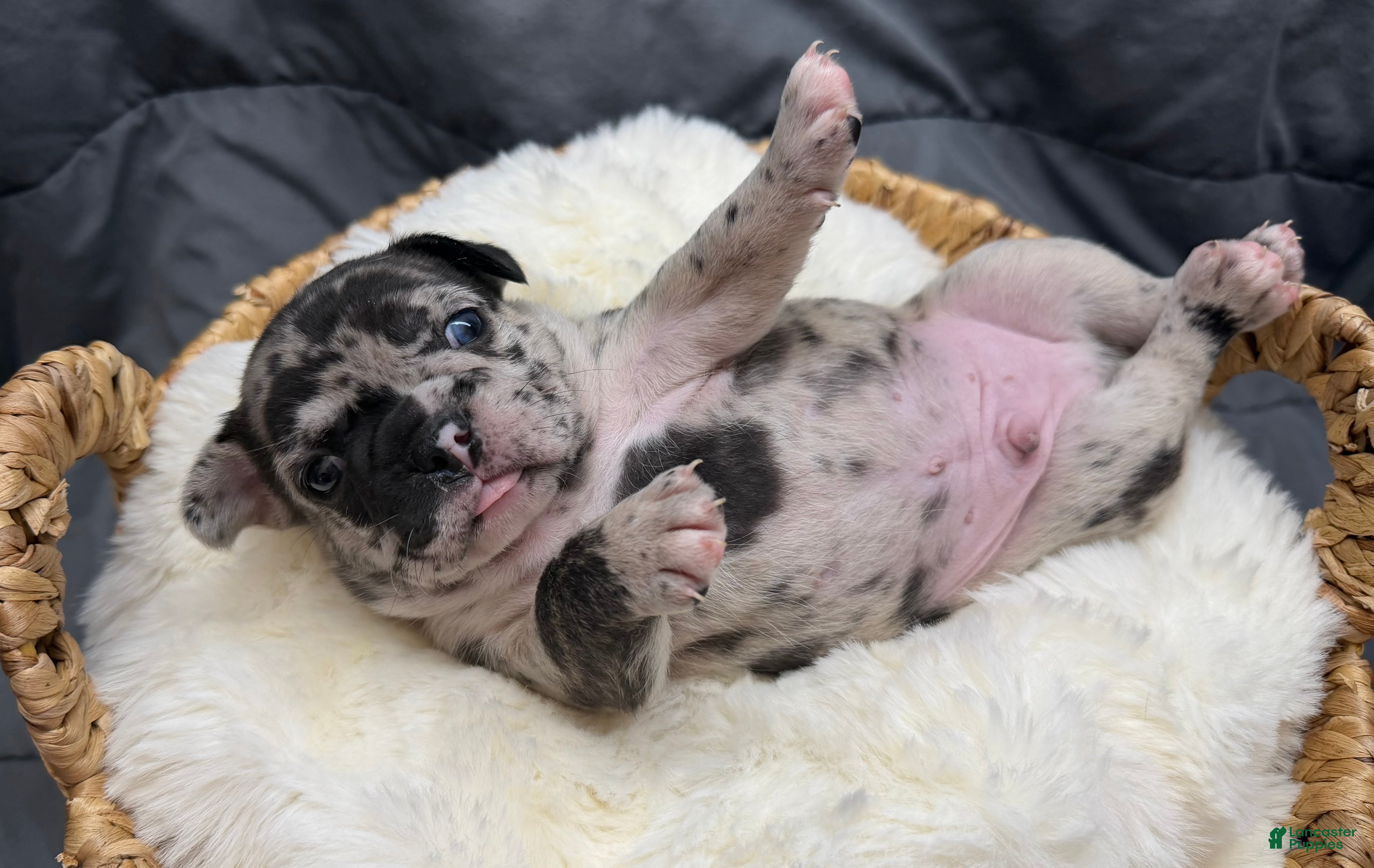 Mixed Breed dogs Clover - Ad 8