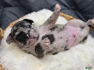 Mixed Breed dogs Clover - Ad 8