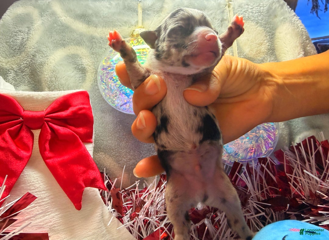 Chihuahua dogs for sale: Elmo - Ad 1