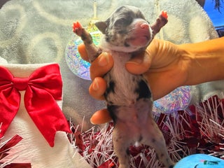 Chihuahua dogs Elmo - Ad 1