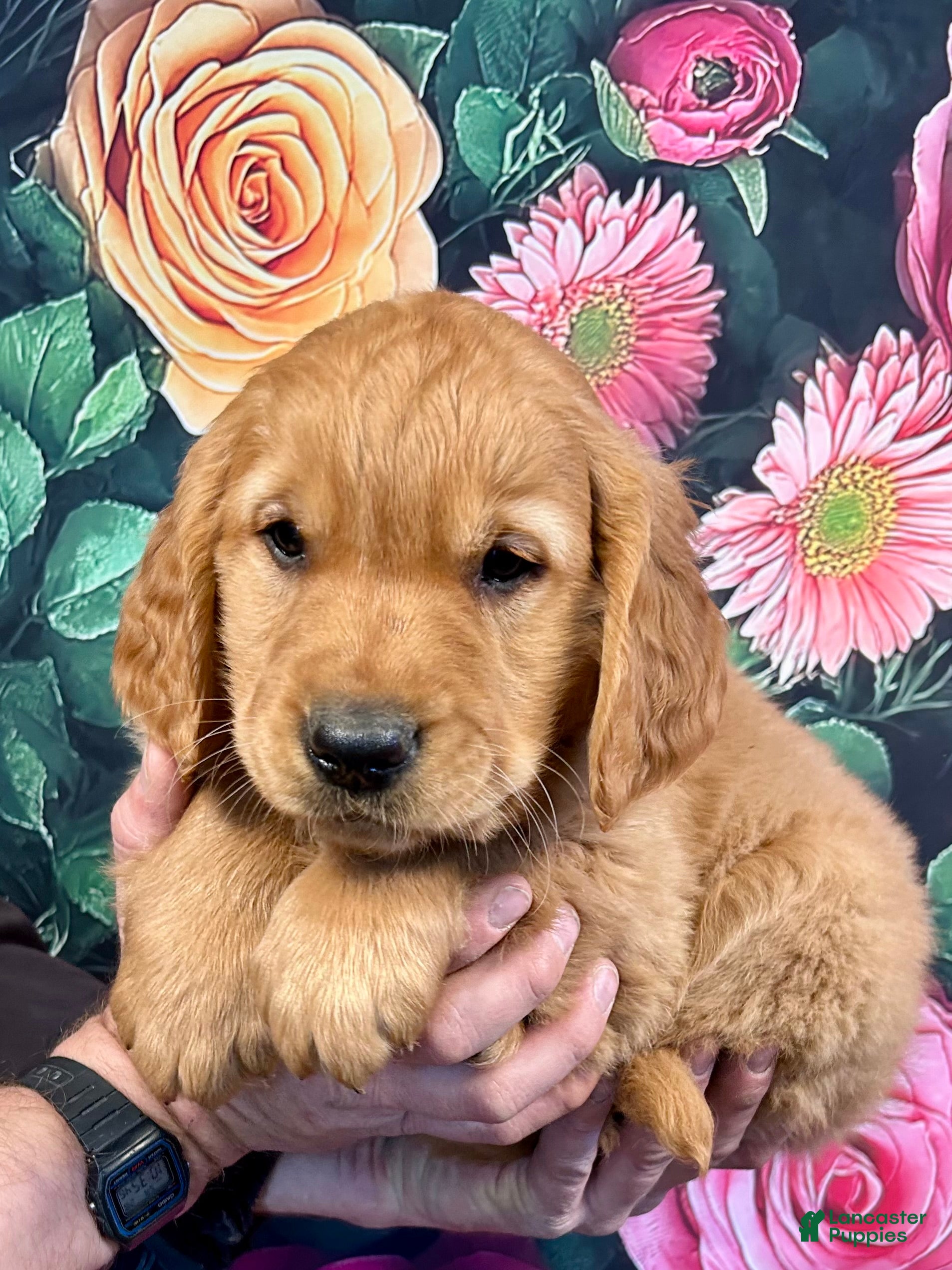 Golden Retriever dogs Charlie  - Ad 1